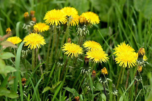 7 common plants to forage in the spring