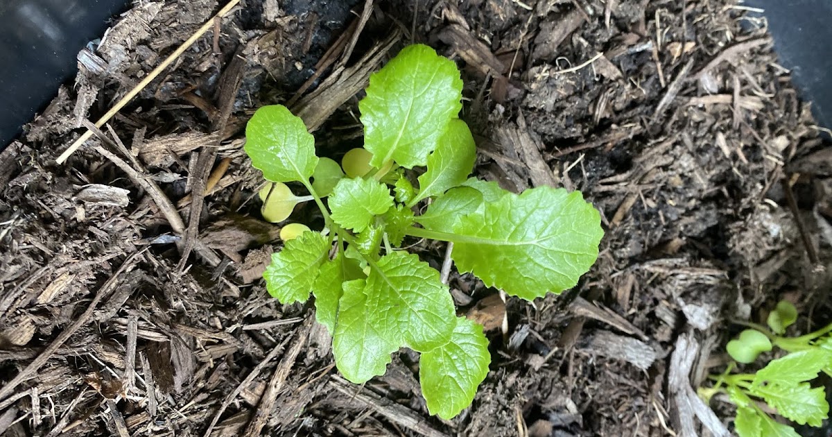 Broccoli Rabe/ Mustard Greens