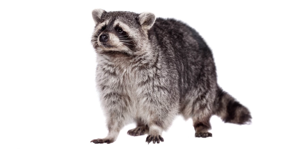 Pest Control Services Toronto