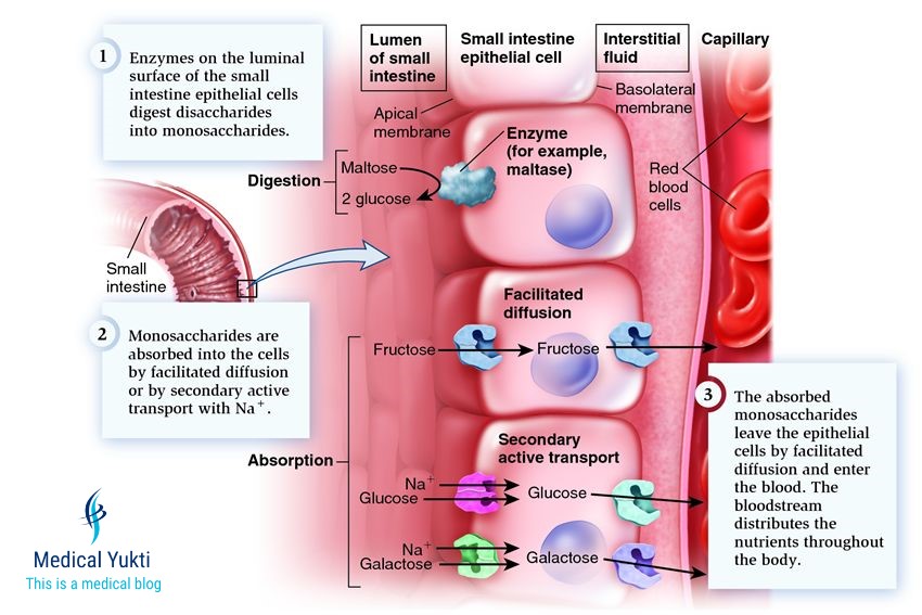 Digestion and Absorption of Carbohydrates, Proteins and Fats Medical