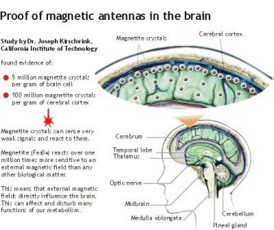 The Magnetic Brain by Volsted Gridban