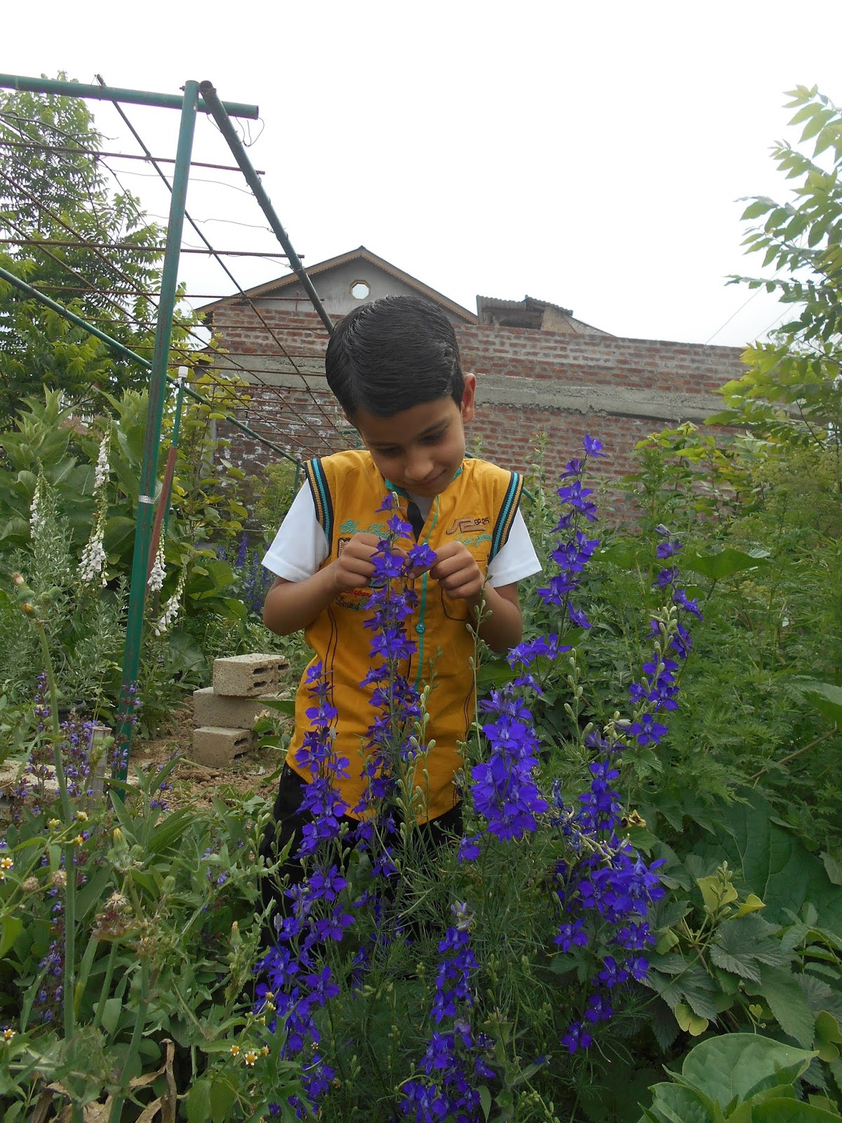 Jammu and Kashmir Medicinal Plants Introduction Centre Wild Flowers of