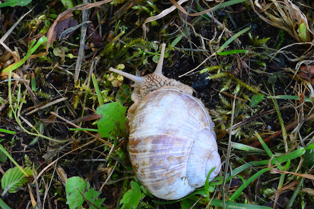 Helix pomatia Helix pomatia