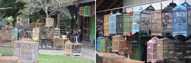 Indonesia en 23 días, Nov-Dic 2012 - Blogs de Indonesia - Día 7 - 23 Nov. Yogyakarta (Bird market, Kraton) (2)