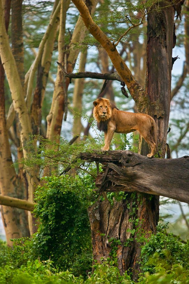 The Congo rainforest-10 Worlds Amazing Forests The Congo rainforest 10 Worlds Amazing And Beautiful Forests