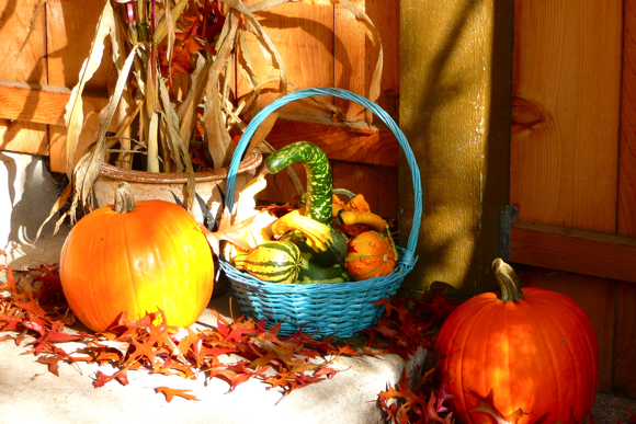 pumpkin, squash, corn stalks, fall color, autumn, decorations, jack o' lantern