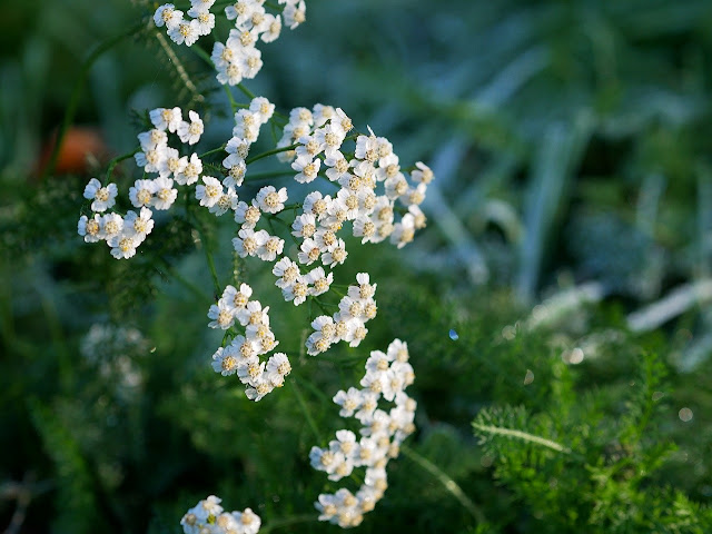 Mielenrama (Achillea millefolium)