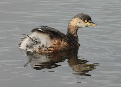 bird species australasian birds australia grebe