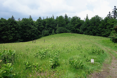 polana Średnie