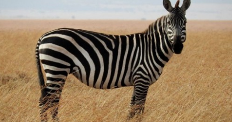 19 Arti Mimpi Tentang Hewan Zebra Menurut Primbon Jawa dan 19 Arti Mimpi Tentang Hewan Zebra Menurut Primbon Jawa dan