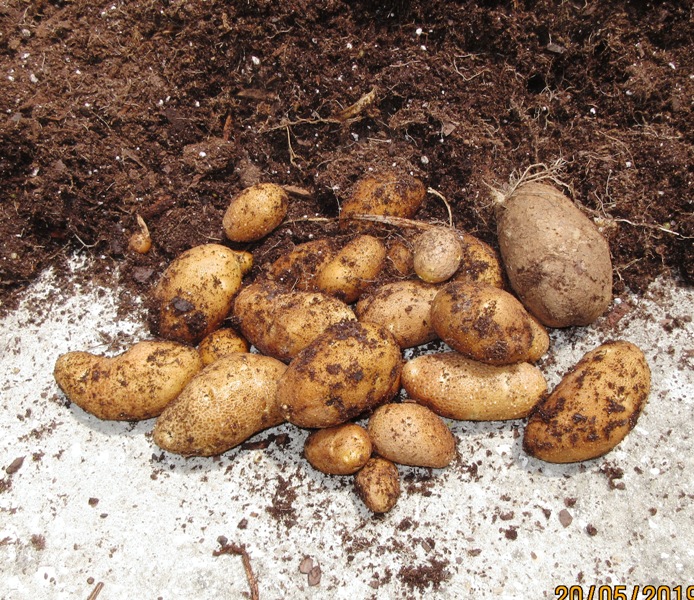 Living Prepared FullSize Russet Potatoes Grown in 5gallon Bucket