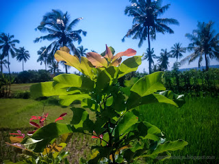 Fresh Leaves Of Wild Plants Grows In The Farm Field In The Sunny Day At The Village Ringdikit North Bali Indonesia