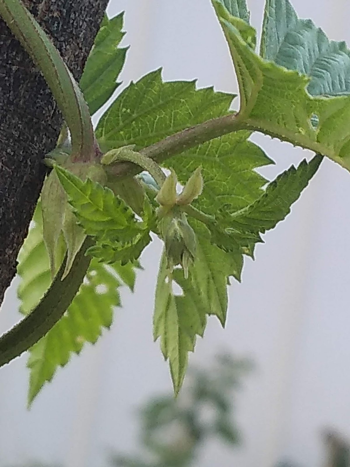 Mudflower Target hops Australia