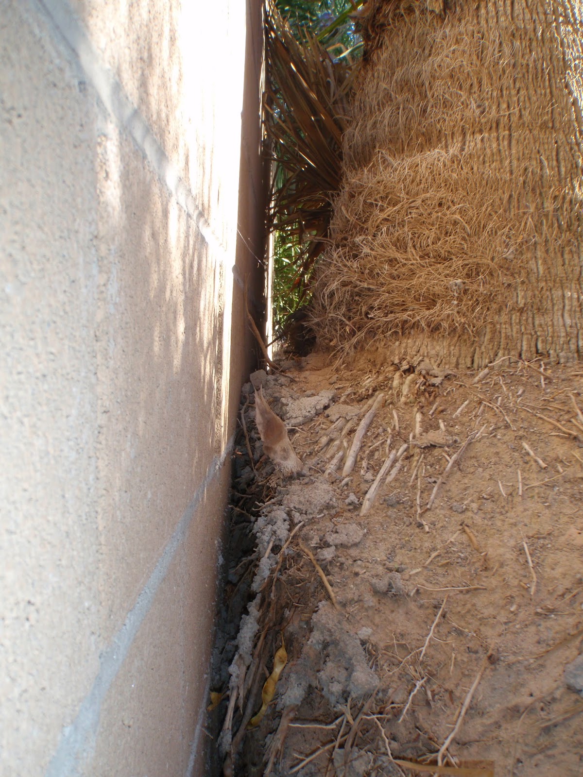 Xtremehorticulture of the Desert Palm Roots Less Likely to Damage