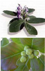 Tanaman Herbal Asam Urat