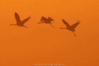 Naturfotografie Kraniche grus grus Sonnenaufgang Diepholzer Moorniederung