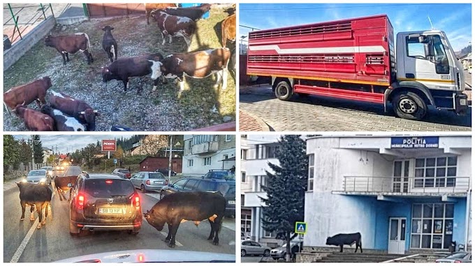 Vacile maidaneze au fost strânse de pe străzile municipiului Vatra Dornei ca urmare a unei acțiuni a Poliției Animalelor Suceava