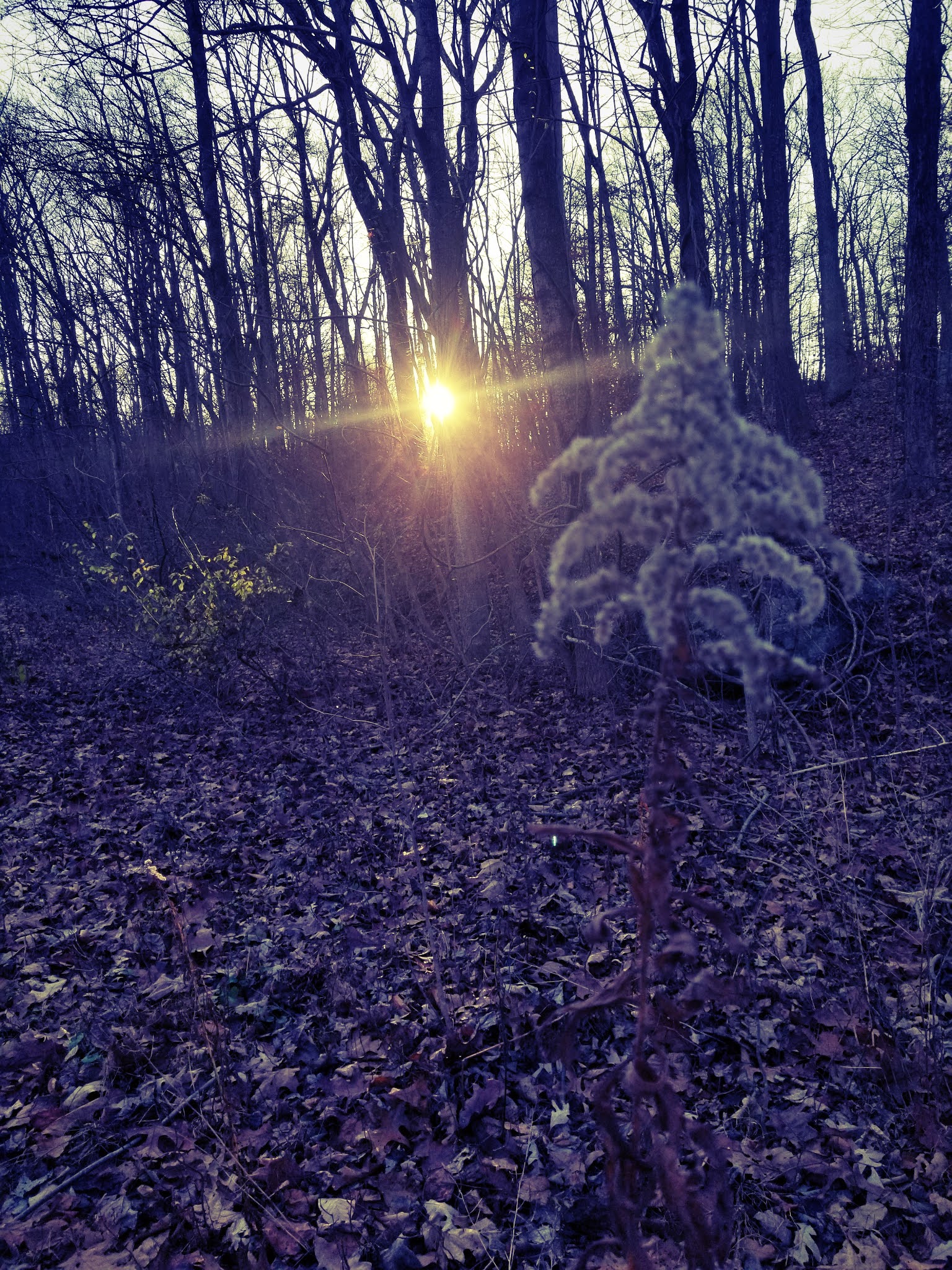 Abandoned, Roadside and Historic Jungle Habitat (Abandoned) West Milford, NJ