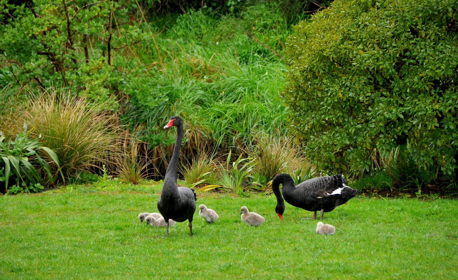 Swans and cygnets