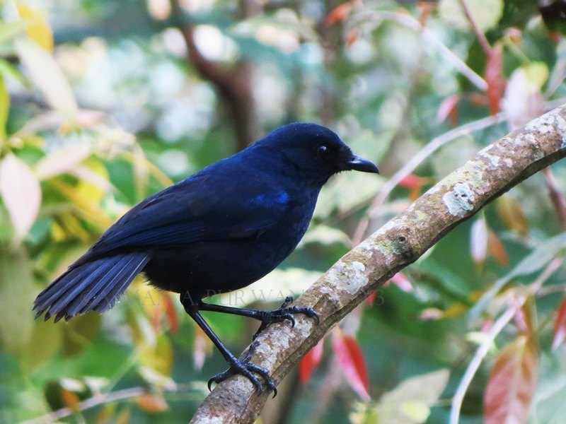 Burung Ciung Batu Vian Bird Farm