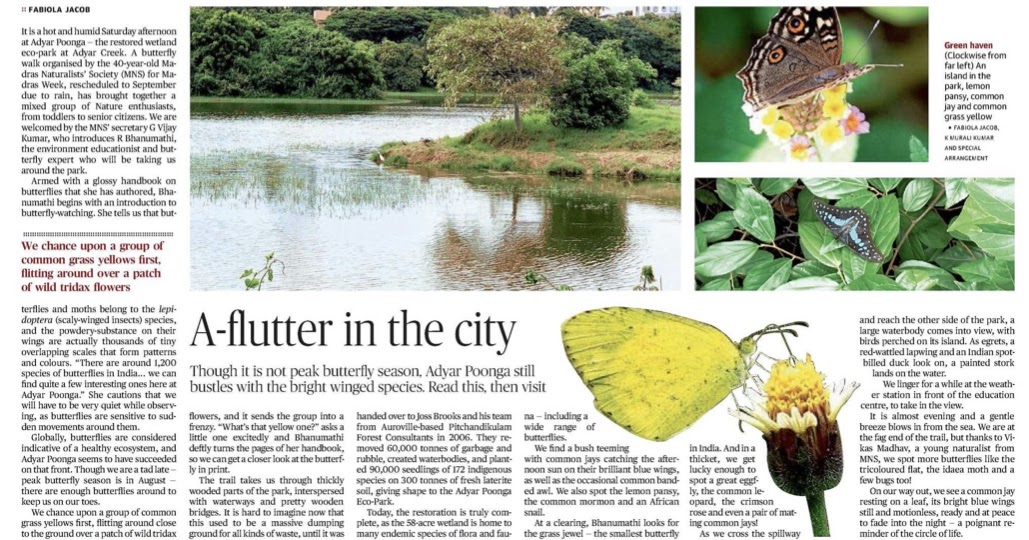 Chasing Butterflies In Chennai