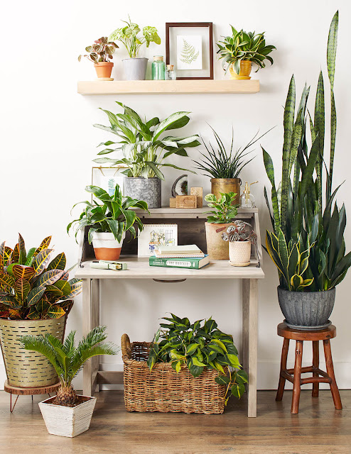 Indoor Plants Air Purifying