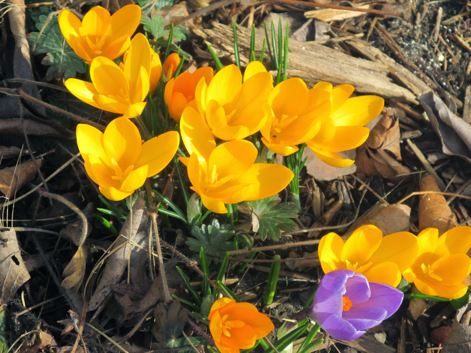 In the Garden:   Signs of Spring!