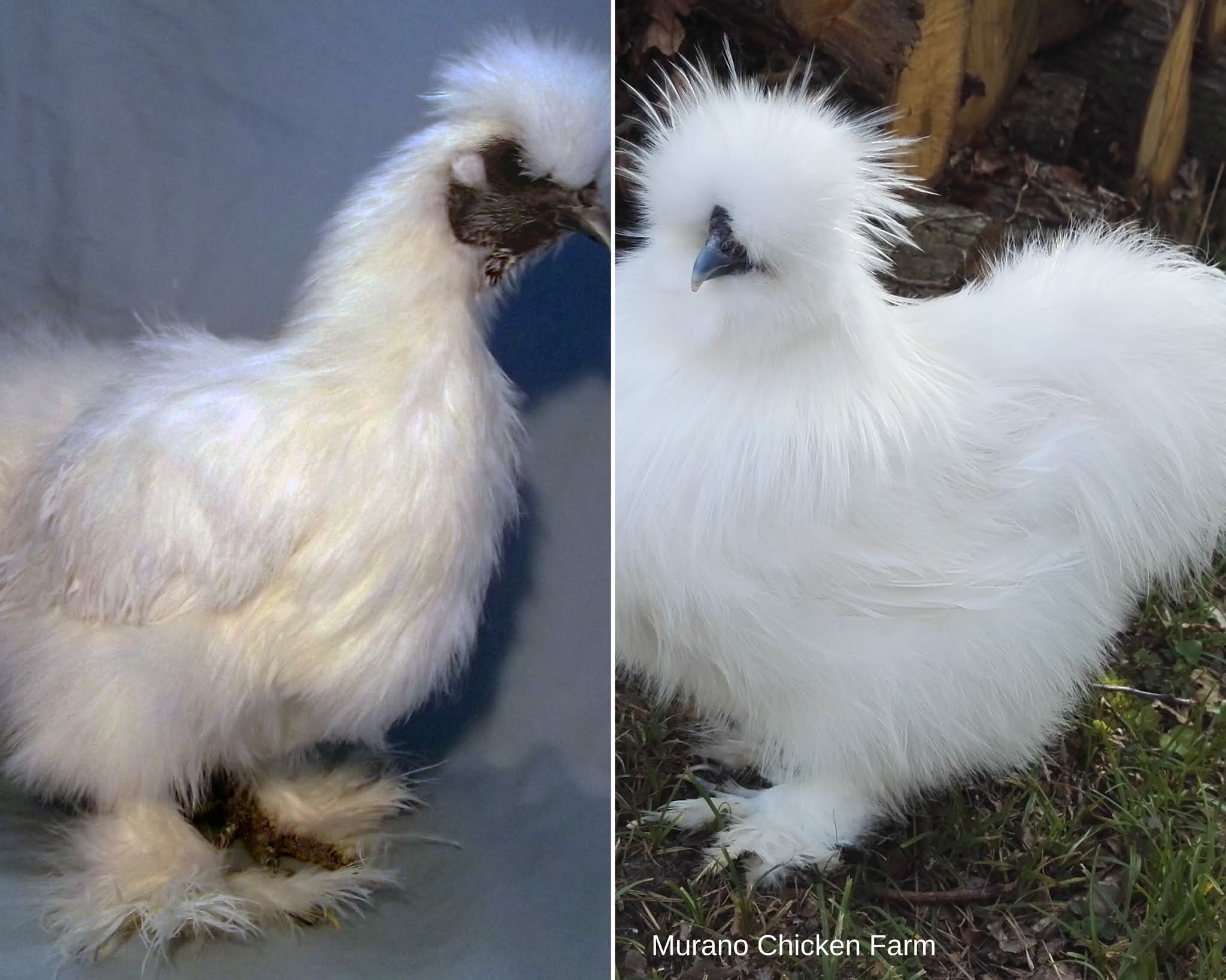 How I make 1,000 a month from 15 chickens! Murano Chicken Farm