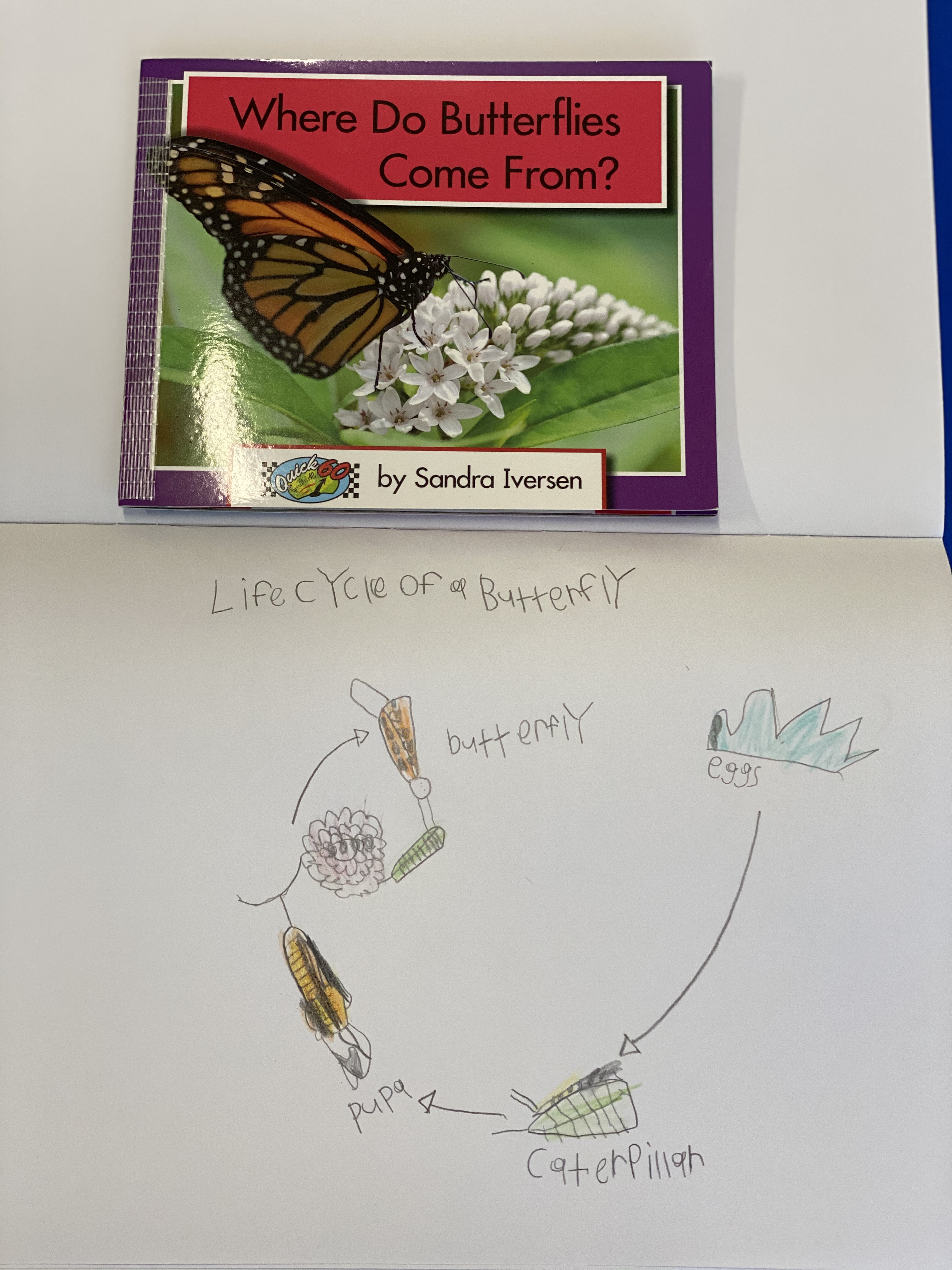 Quick60Learners Where do Butterflies Come From? Learning about the