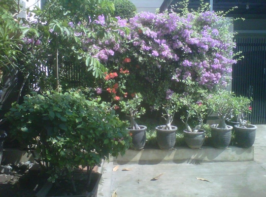 Download Desain Tanaman Depan Rumah Minimalis Images