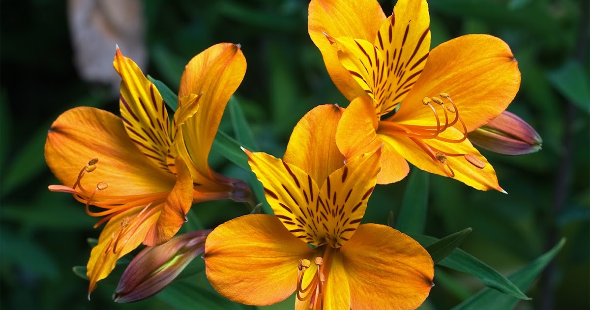 flower-meaning