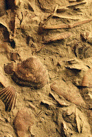 Marine fossils