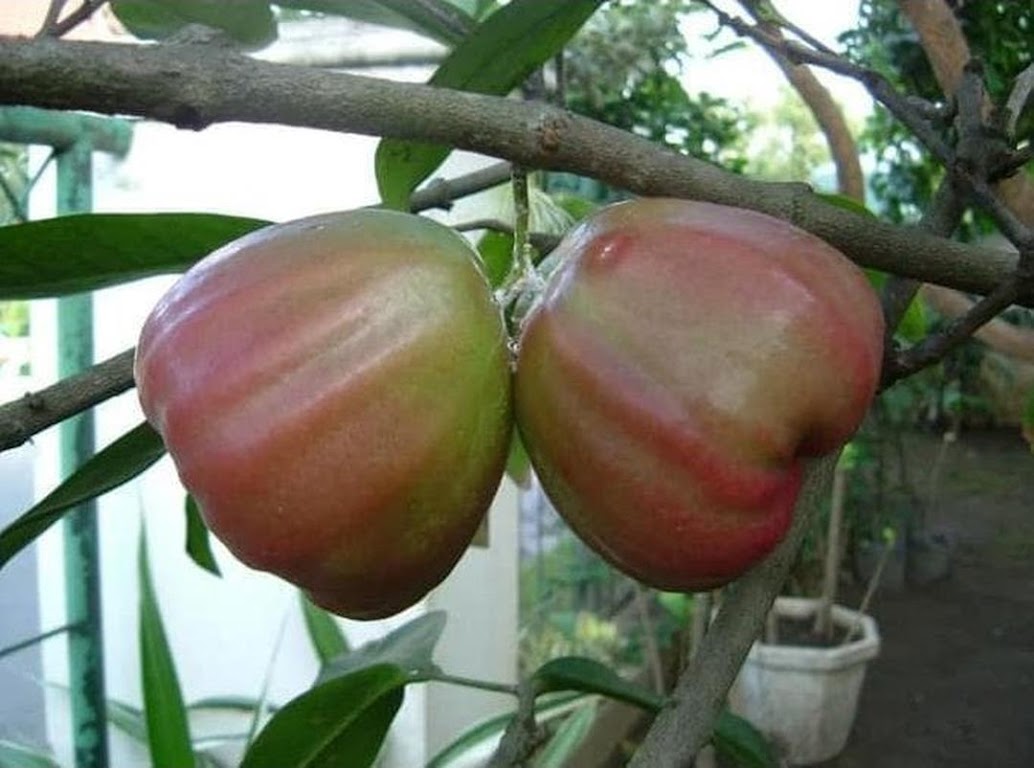 Tanaman Bibit Buah Jambu Air King Rose 100cm Bukittinggi