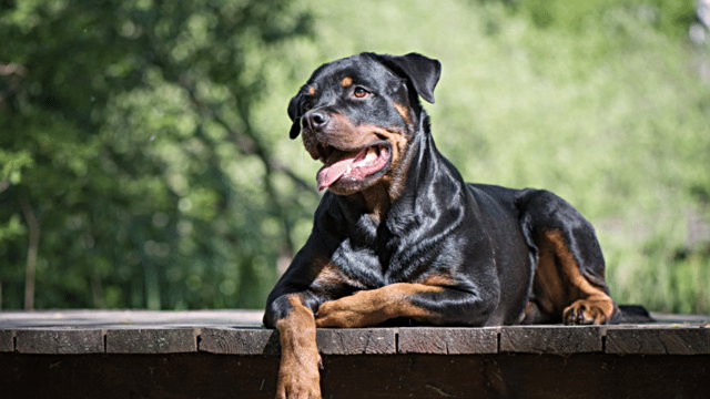 Köpeklerin yaşını hesaplamak için sabit bir çarpan bulunmuyor