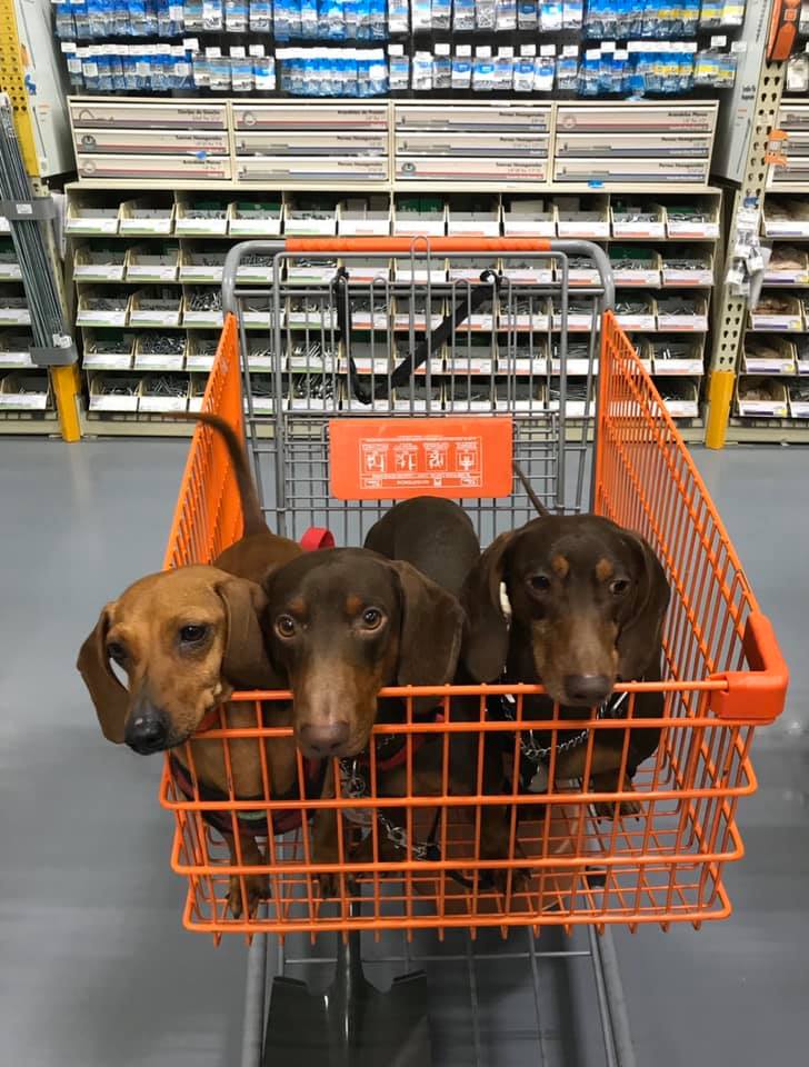 The Home Depot Una de las primeras tiendas PetFriendly en México