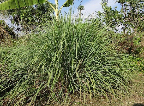 macolla de lemongrass en campo