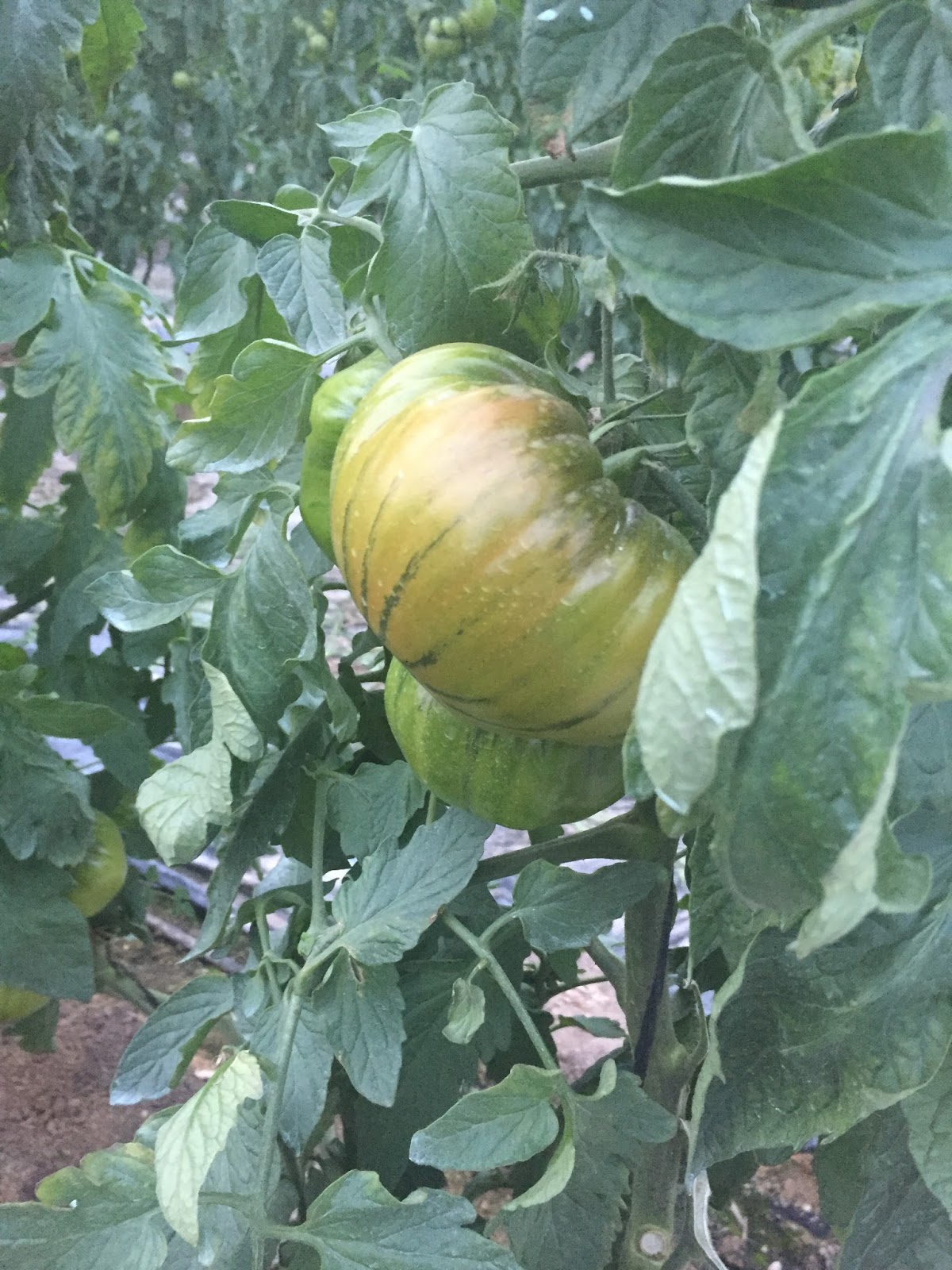 COHorts Spanish Greenhouse Tour