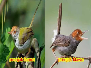 Cara Memilih Burung Prenjak Lumut Ombyokan Dan Perawatannya