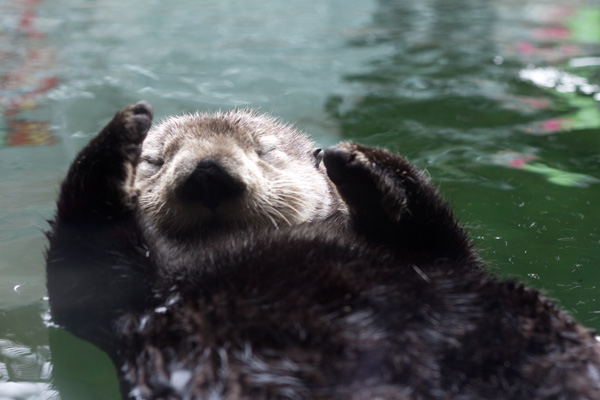 road trip, travel diary, Vancouver, aquarium, otter, cute