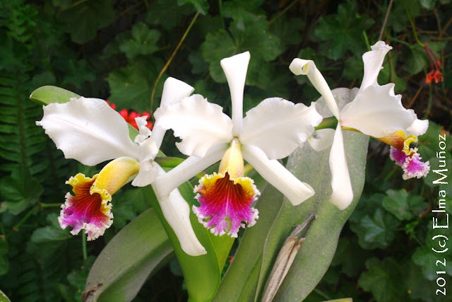 Cattleya rex