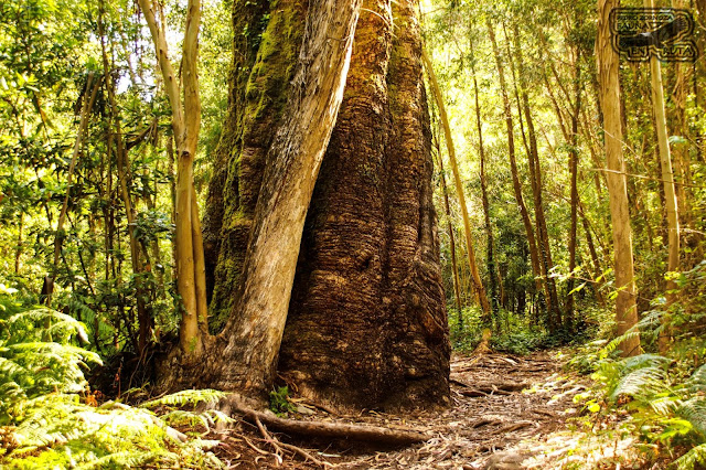 Eucalipto centenario. Bosque de Aldán. Galicia Eucalipto centenario