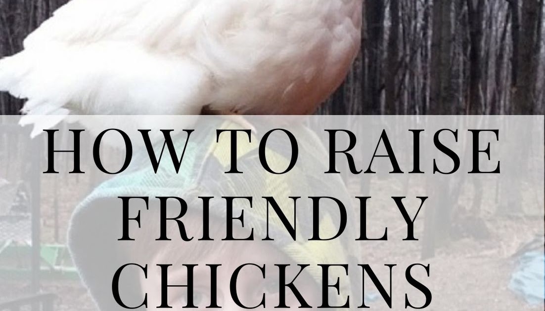 How to raise friendly chickens Murano Chicken Farm