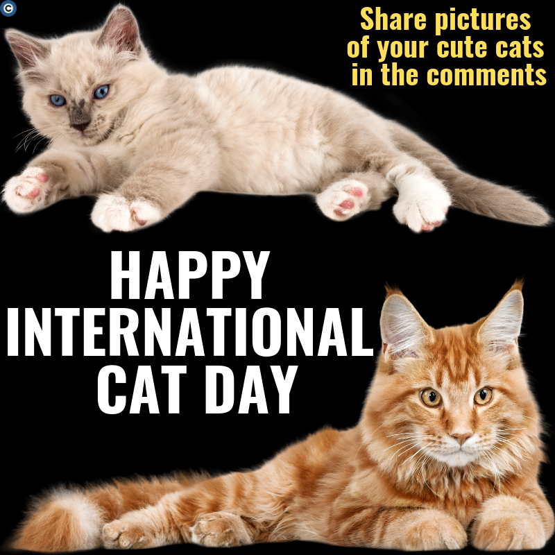 International Cat Day Wishes Images What's up Today
