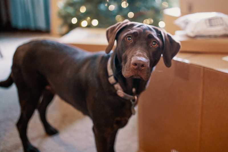 Labrador Retriever - 14 Knows About the Most Popular Dog Breed in the World Labrador Retriever - 14 Knows About the Most Popular Dog Breed in the World