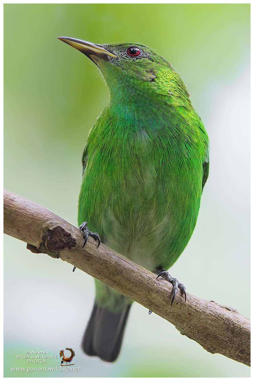 Panama Birds and Wildlife Photos' Blog grows
