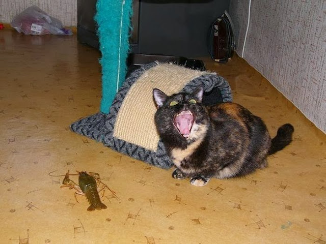 Funny cats - part 83 (40 pics + 10 gifs), cat pics, cat vs lobster