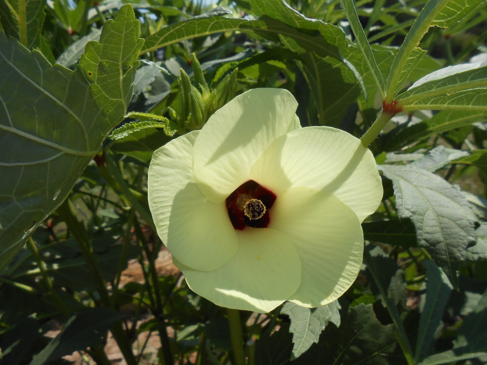 Windy Acres Diary Okra flowers