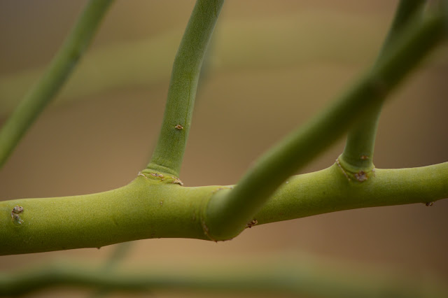 tree watching meme, parkinsonia florida, blue palo verde, desert tree