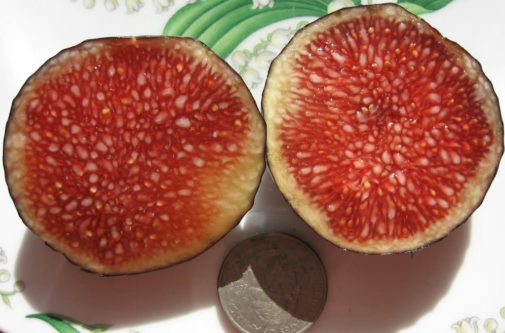 Bourjassotte Noire Fig Var Tin