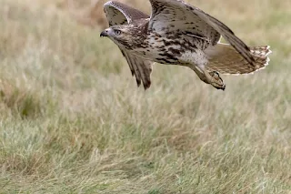 الباز ذو الذيل الاحمر  Red-tailed Hawk